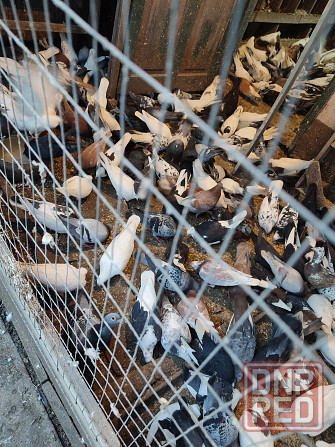 Продам голубей Макеевка - изображение 3
