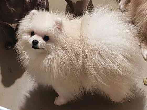 Мини кобель померанского шпица. Донецк