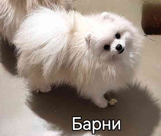 Мини кобель померанского шпица. Донецк