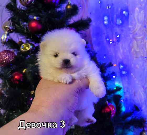 Мини кобель померанского шпица. Донецк