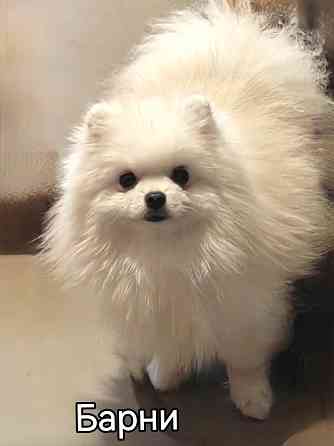 Мини кобель померанского шпица. Донецк