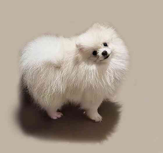 Мини кобель померанского шпица. Донецк