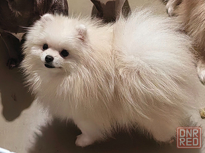 Мини кобель померанского шпица. Донецк - изображение 4