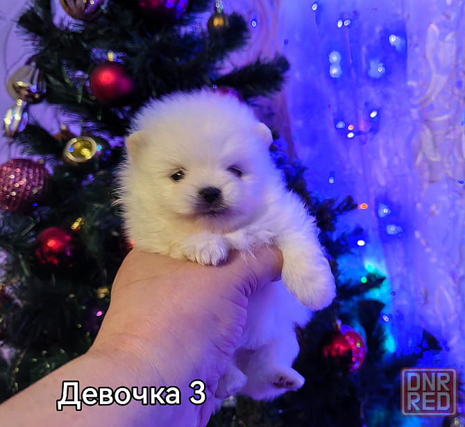 Мини кобель померанского шпица. Донецк - изображение 7