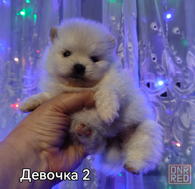 Мини кобель померанского шпица. Донецк - изображение 6