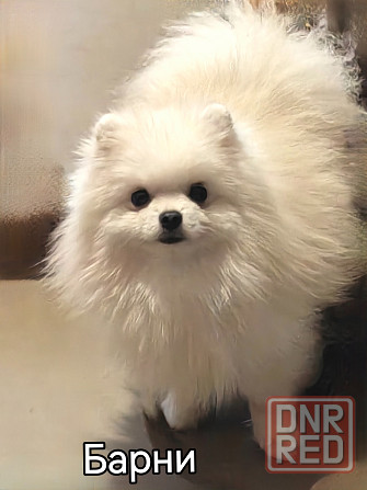 Мини кобель померанского шпица. Донецк - изображение 3