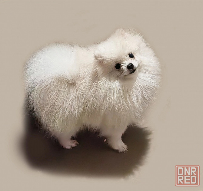 Мини кобель померанского шпица. Донецк - изображение 5