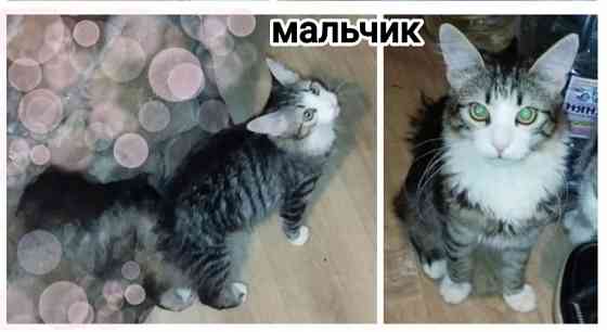 Котята Макеевка