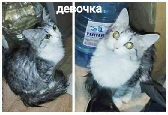 Котята Макеевка