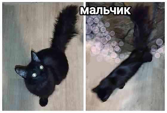 Котята Макеевка