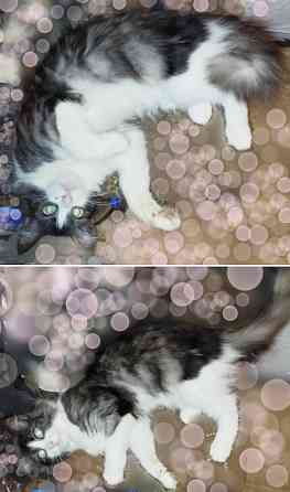 Котята до года Макеевка