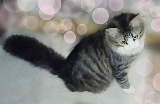 Котята до года Макеевка