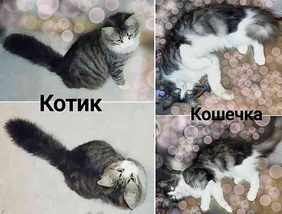 Котята до года Макеевка