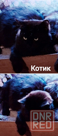 Котята до года Макеевка - изображение 8