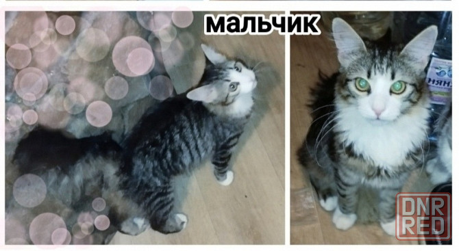 Котята Макеевка - изображение 6