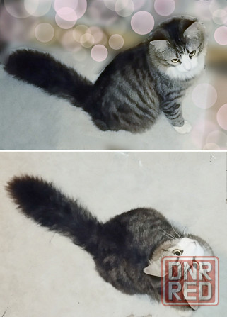 Котята до года Макеевка - изображение 7