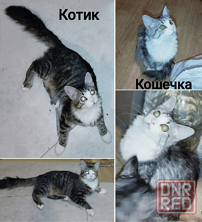 Котята Макеевка - изображение 1