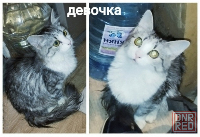 Котята Макеевка - изображение 5