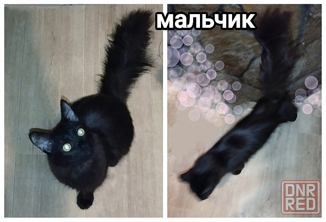Котята Макеевка - изображение 2