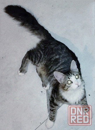 Котята Макеевка - изображение 3