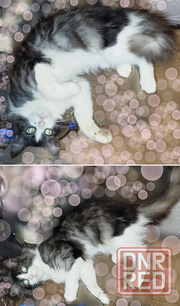 Котята до года Макеевка - изображение 4