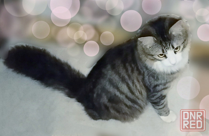 Котята до года Макеевка - изображение 1