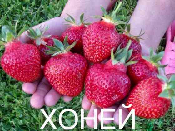 Продается рассада клубники Макеевка