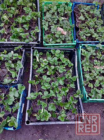 Продается рассада клубники Макеевка - изображение 3