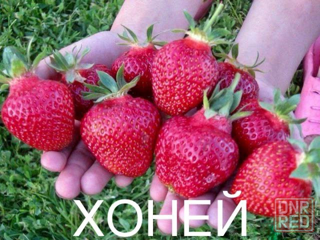 Продается рассада клубники Макеевка - изображение 2