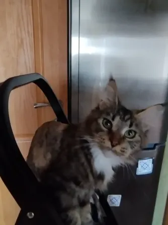 Мейн-кун ,котенок, кошечка, меинкун, меин кун Донецк