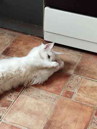 Мейн-кун ,котенок, кошечка, меинкун, меин кун Донецк