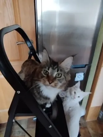 Мейн-кун ,котенок, кошечка, меинкун, меин кун Донецк