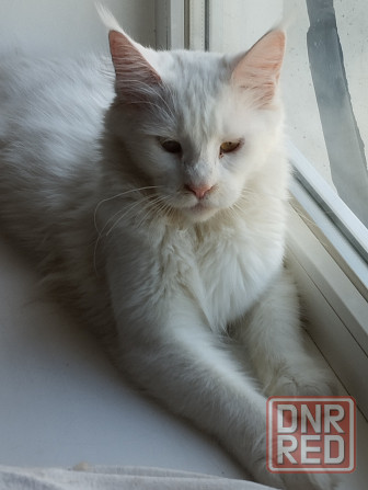 Кота нада. Мейн - кун ,котенок, кошечка, меинкун, меин кун Мариуполь - изображение 5