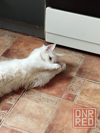 Кота нада. Мейн - кун ,котенок, кошечка, меинкун, меин кун Мариуполь - изображение 7