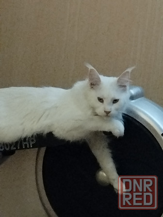 Мейн - кун ,котенок, кошечка, меинкун, меин кун Донецк - изображение 1