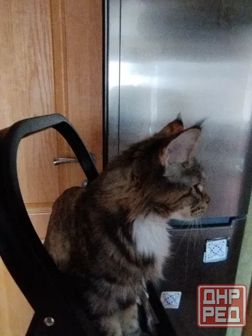 Мейн-кун ,котенок, кошечка, меинкун, меин кун Донецк - изображение 5