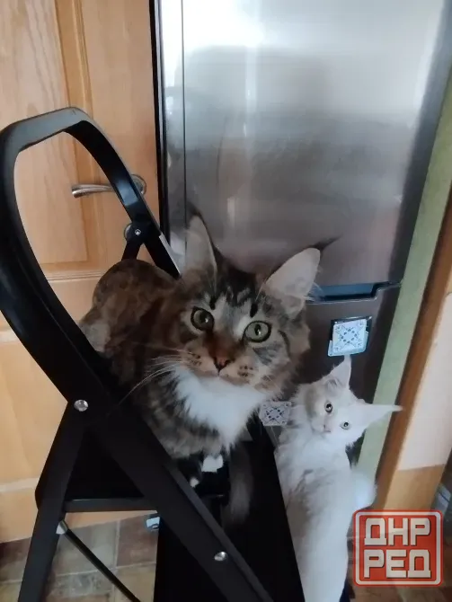 Мейн-кун ,котенок, кошечка, меинкун, меин кун Донецк - изображение 1