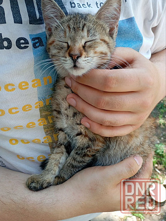 Котёнок бесплатно в добрые руки с доставкой Донецк - изображение 2