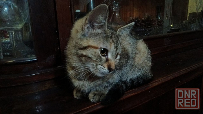 Котёнок бесплатно в добрые руки с доставкой Донецк - изображение 1
