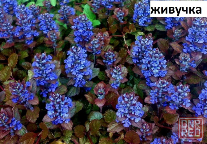 Продам хризантему, папоротник, живучку Макеевка - изображение 3