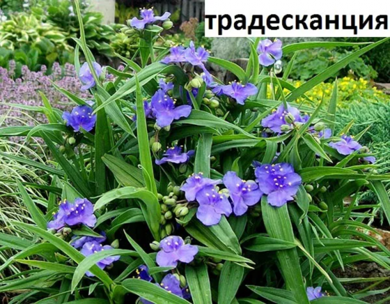 Продам эхинацею, традисканцию, аквилегию. Макеевка
