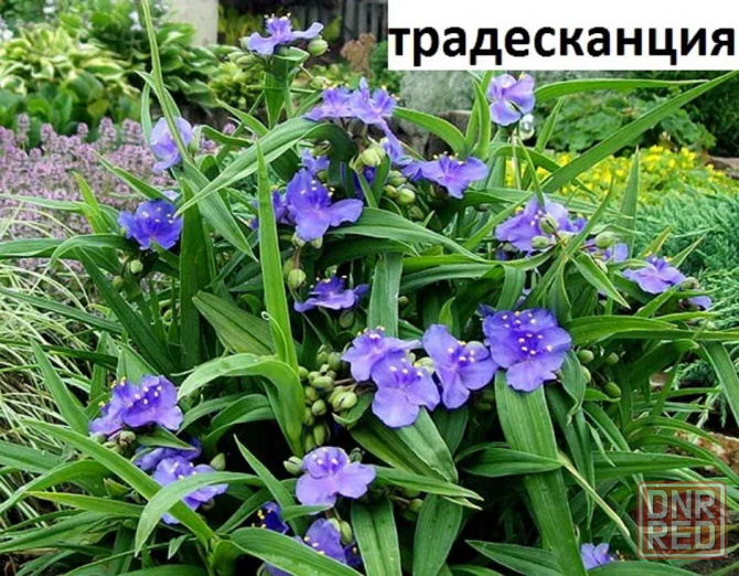 Продам эхинацею, традисканцию, аквилегию. Макеевка - изображение 2
