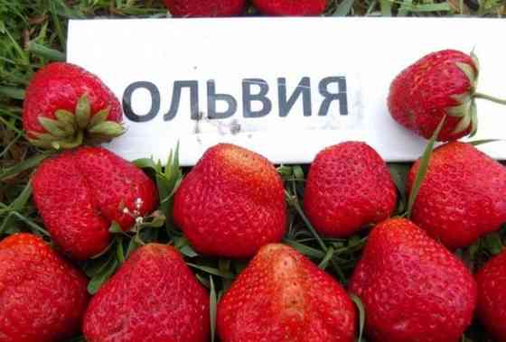 Клубника Ольвия Донецк