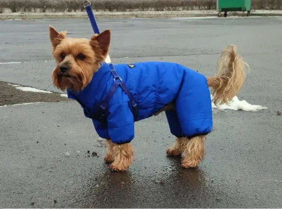 Комбинезон зимний для собак Донецк