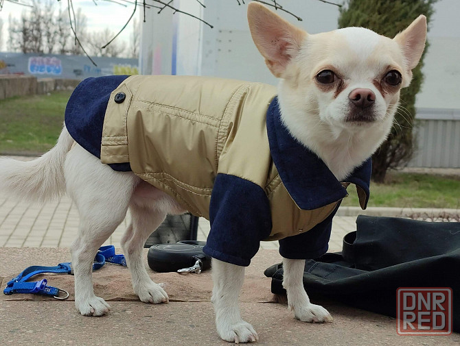 Куртка для собак Донецк - изображение 1