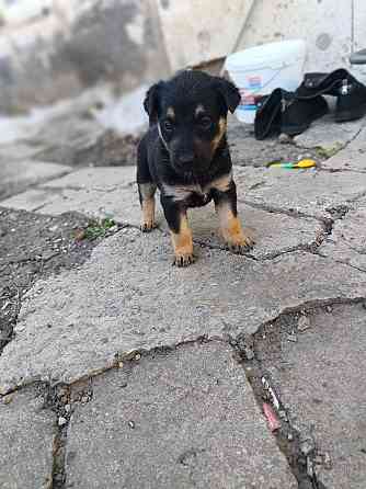 Щенята в хорошие руки Донецк