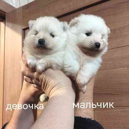Счастье в дом на долгие годы. Донецк