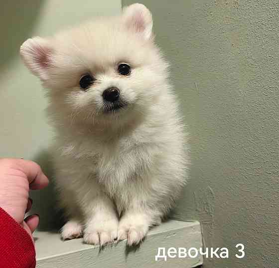 Счастье в дом на долгие годы. Донецк