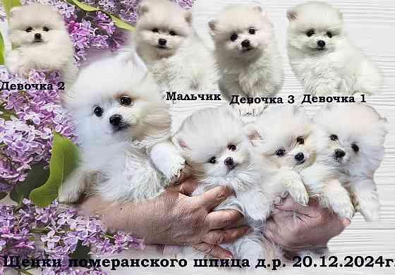 Счастье в дом на долгие годы. Донецк