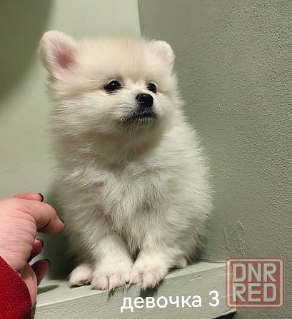 Счастье в дом на долгие годы. Донецк - изображение 3